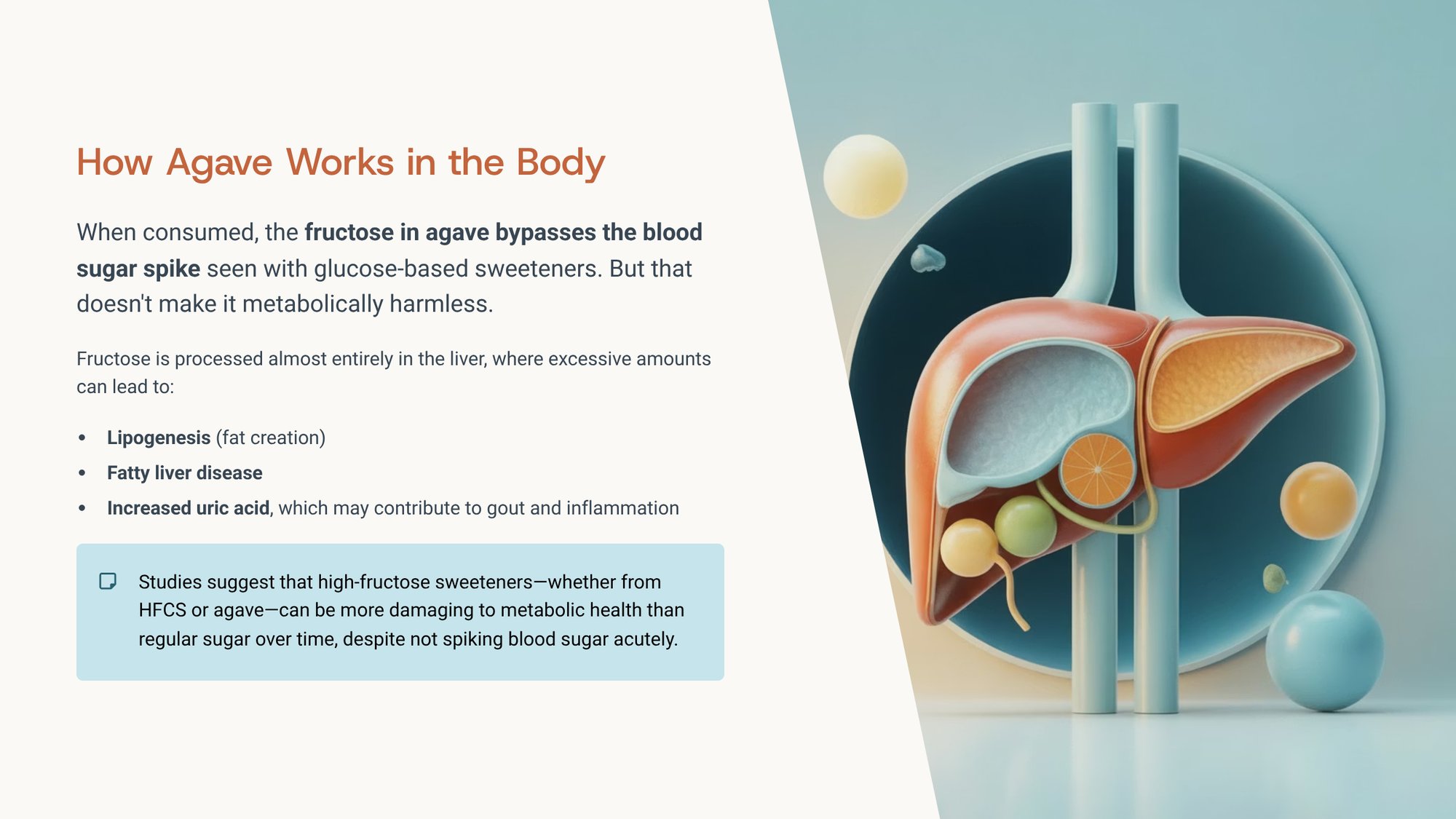 3_How-Agave-Works-in-the-Body