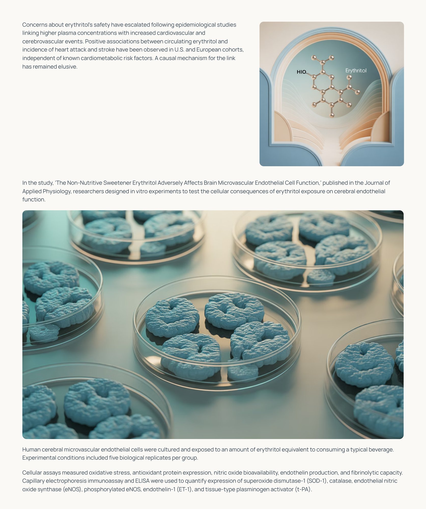 4_Concerns-about-erythritols-safety-have-escalated-following-epidemiological-studies-linking-higher-pl-1