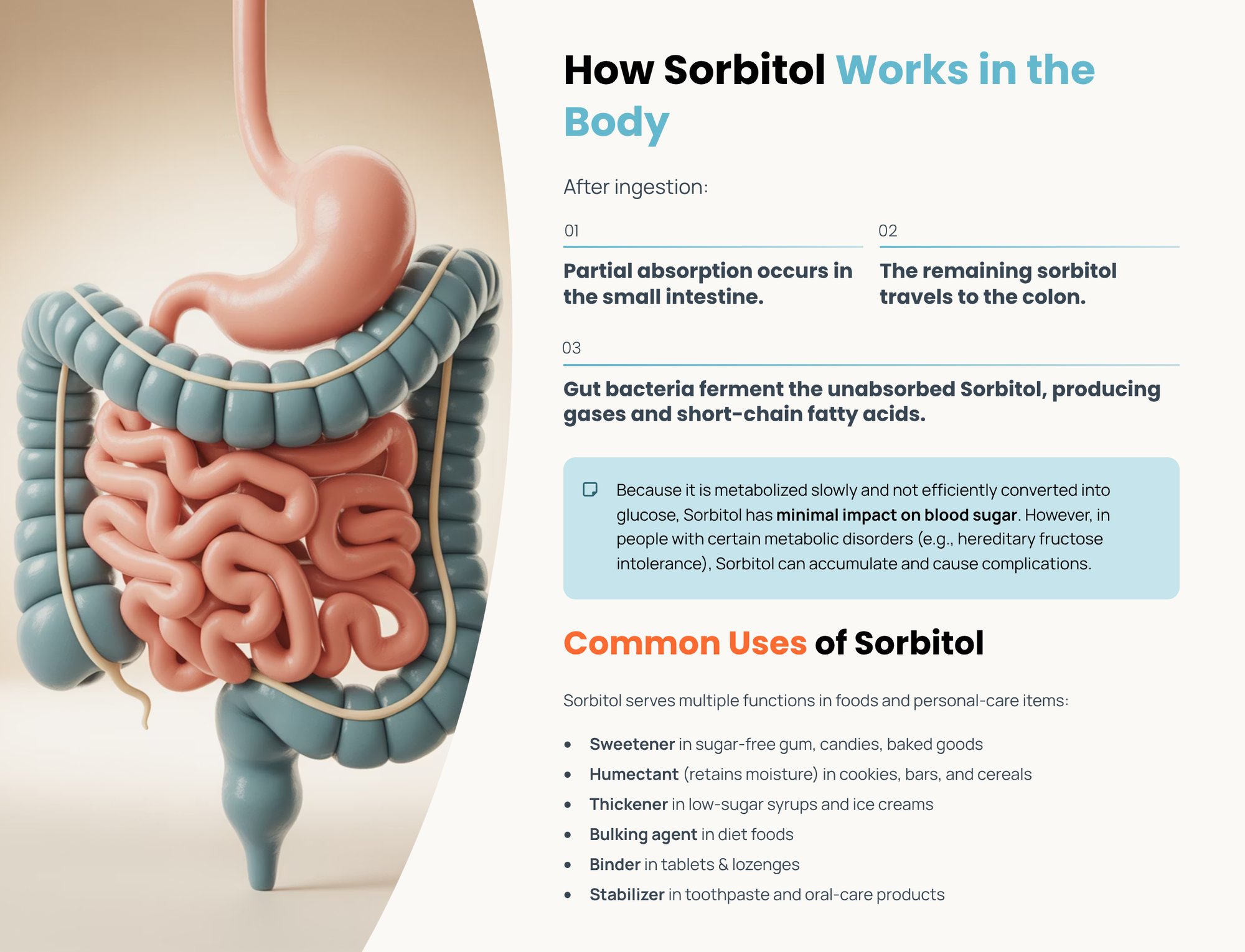 4_How-Sorbitol-Works-in-the-Body-1